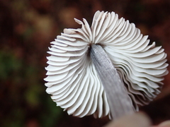 Basidiomycota