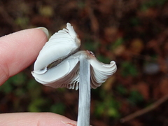 Basidiomycota