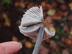 Basidiomycota