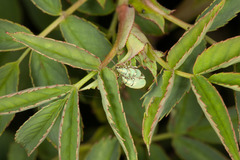 Phyllobius virideaeris
