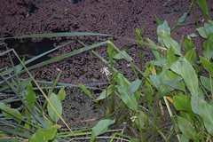 Sagittaria sanfordii