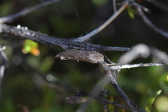 Strepsicrates ejectana