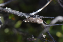 Strepsicrates ejectana