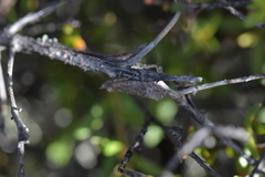 Strepsicrates ejectana