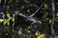 Strepsicrates ejectana