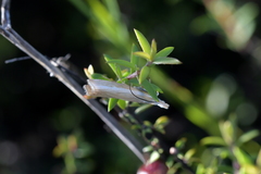 Orocrambus vittellus