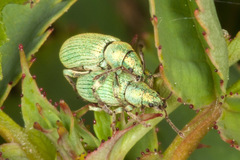 Phyllobius virideaeris