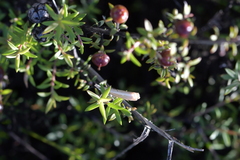 Orocrambus vittellus