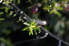 Orocrambus vittellus