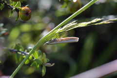 Orocrambus vittellus
