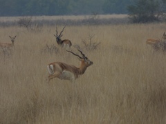 Antilope cervicapra