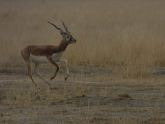 Antilope cervicapra