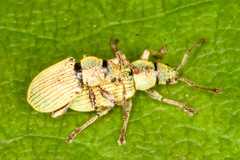 Phyllobius roboretanus