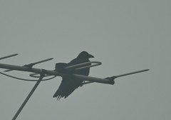 Corvus macrorhynchos