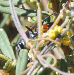 Podalonia tydei