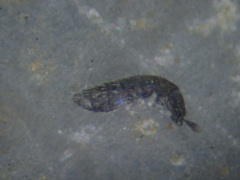 Cryptopygus thermophilus