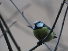Cyanistes caeruleus