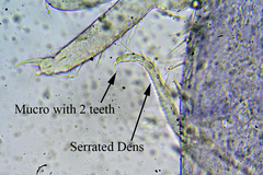 Cryptopygus thermophilus