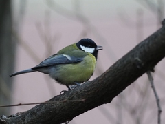 Parus major