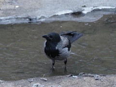 Corvus cornix