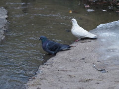 Columba livia domestica