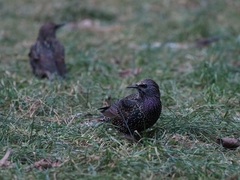 Sturnus vulgaris