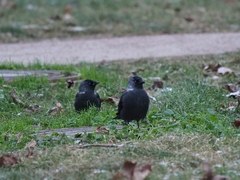 Corvus monedula