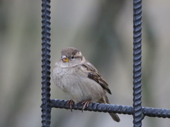 Passer domesticus