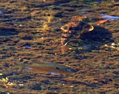 Lepomis peltastes