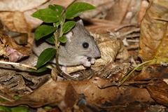 Melomys burtoni