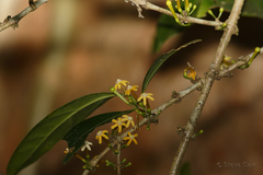 Cyclophyllum multiflorum