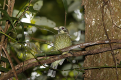 Ailuroedus maculosus