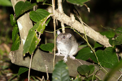 Uromys caudimaculatus