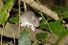 Uromys caudimaculatus