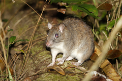 Uromys caudimaculatus