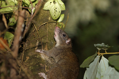 Uromys caudimaculatus