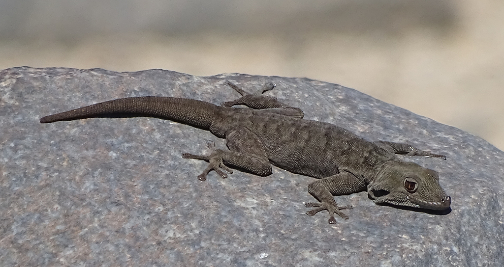 Bradfield's Namib Day Gecko