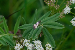 Neocochylis dubitana
