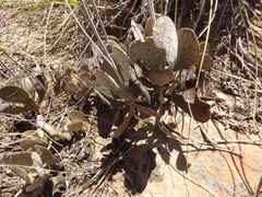 Adromischus subviridis