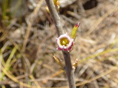 Adromischus subviridis