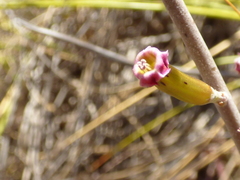 Adromischus subviridis
