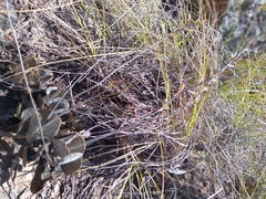 Adromischus subviridis