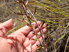 Adromischus subviridis