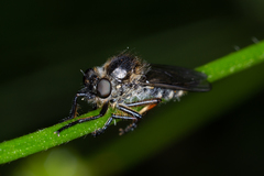 Leptarthrus brevirostris