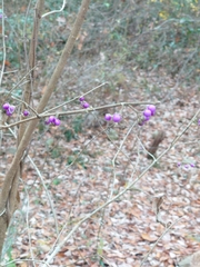 Callicarpa mollis