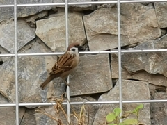 Passer montanus