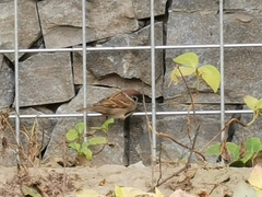 Passer montanus