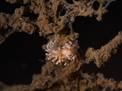 Rubramoena rubescens