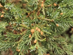Juniperus