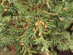Juniperus